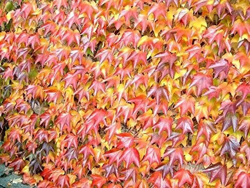 20 Boston Ivy Seeds For Planting-Japanese Creeper Ivy- Usa Seller - £13.99 GBP