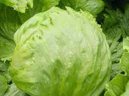 5 PCS Hongkong Ice Berg Lettuce Seeds Item image 3