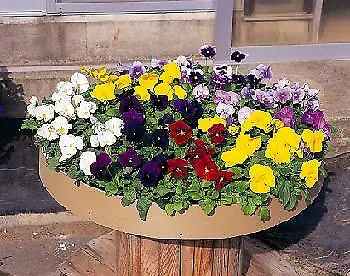 Pansy Majestic Giant II Clear Mix 250 seeds - £24.86 GBP
