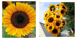 ProCut Horizon Sunflower 25 Seeds Flowers Seed Flower Perennial Sun Bloom - £16.77 GBP