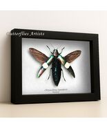 Jewel Green Reflection Chrysochroa Saundersi Beetle Framed Entomology Shadowbox - $67.00