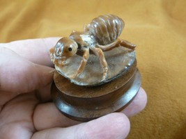 (tb-ins-6-3) tan Ant Tagua NUT figurine Bali detailed insect carving wor... - $43.47