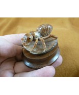 (tb-ins-6-3) tan Ant Tagua NUT figurine Bali detailed insect carving wor... - $59.42 CAD