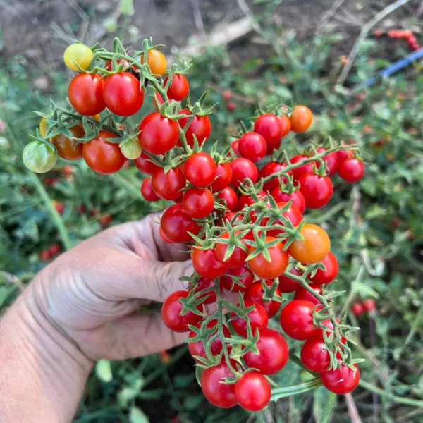 50 Seeds Centiflor Red Tomato Juicy Tomatoe Vegetable Garden New Fresh S... - £5.84 GBP