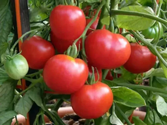 50 Seeds Polar Star Tomato Vegetable Garden - $9.77