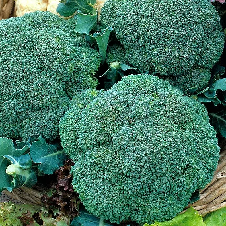 1200+ Broccoli Waltham Seeds Heirloom Vegetable Garden Non-Gmo Microgreens - $6.03