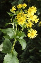 Silphium Trifoliatum 40 Seeds for Planting - Whorled Rosin Weed - Perennial - $17.00