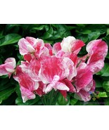 RD 50+ America Sweet Pea Seeds for Garden Planting  - $7.01 CAD