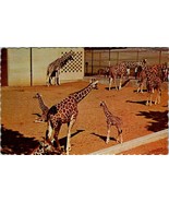 Vintage Postcard Reticulated Giraffes Cheyenne Mountain Zoo Colorado Spr... - £6.02 GBP