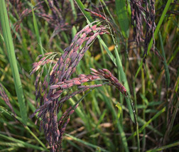 FREE SHIPPING Oryza sativa Black Madras Asian &amp; Common Rice 10 Seeds - £14.11 GBP