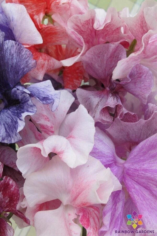 50 Flaked Mixture Sweet Pea Seeds New Fast Shipping - $14.92 CAD