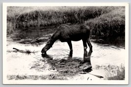 Ross Hall RPPC Cow Moose A Thing of Beauty Real Photo Postcard L24 - £11.70 GBP