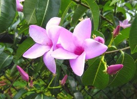 KKG Cryptostegia Grandiflora 15 Seeds Flowering Rubber Vine Climbing Shr... - $8.89