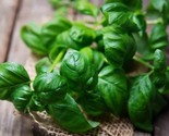 300 Sweet Basil Seeds Non - Gmo Fast Shipping - $8.99