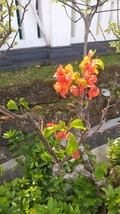 Live Plant Orange Peace Bougainvillea Plant Flower For Your Home Garden OSAM - £80.31 GBP