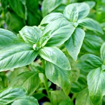 400 Genovese Basil Seeds Organic Herb Fresh Pesto Patio Container Summer Vegetab - £10.12 GBP