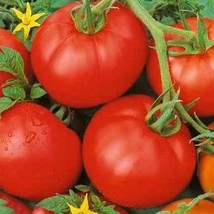 Floradade Tomato 25 Seeds Fresh Gardening USA Shipping - $7.36