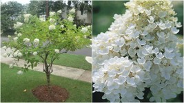Live Plant Pee Gee Hydrangea - Flowering Shrub Fast Growing -1 Plant in 1 Gallon - £69.73 GBP