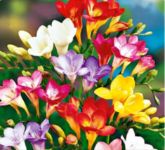 Royal Champion Mix Freesia 5 Seeds - £7.46 GBP