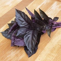 RAFHSTORE 500 Dark Opal Basil Seedsherbheirloom Organic Non Gmofresh US SEEDS - $9.21