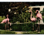 Flamingoes at Lambert Gardens Portland Oregon OR UNP Chrome Postcard P17 - $2.92
