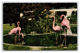 Flamingoes at Lambert Gardens Portland Oregon OR UNP Chrome Postcard P17 - £2.29 GBP