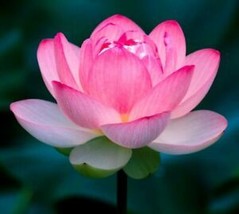 SEPTH ??  Lotus Colorful Water Lily Aquarium Plant Seeds Bulb Easy Grow ... - £9.04 GBP