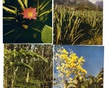8 Hawaii Flowers and Trees Wesco Spectratone Natural Color Postcards - $21.75