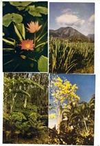 8 Hawaii Flowers and Trees Wesco Spectratone Natural Color Postcards - £17.23 GBP