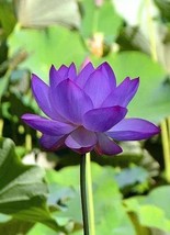 4 Lotus Seeds Water Lily Flower Seeds Blue Tw91018-334 Garden - $13.97