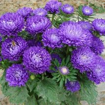 50 Seeds Duchess Dark Blue Peony Aster Flower Seeds - £11.60 GBP