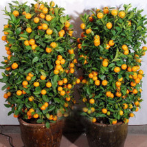 20Pcs/Pack Orange Tree Seeds Climbing Bonsai Organic Fruit Seeds - $9.26