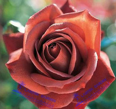 50 Seeds Louis Xiv Rose Seeds S Fresh Seeds for Planting - $11.99