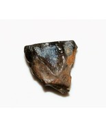 TRICERATOPS TOOTH DINOSAUR TEETH FOSSIL REPTILE EXTINCT RELIC HELL CREEK... - $552.98 MXN