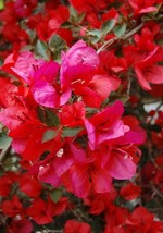 Well Rooted **SAN DIEGO RED** Bougainvillea starter/plug plant - Rare Bougainvil - £26.37 GBP