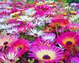 8000 Seeds Ice Plant Mix Flower Seeds Groundcover Drought Heat Poor Soils - $8.99