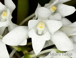 Mystacidium Braybonae Small Orchid Mounted - £33.97 GBP