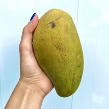 Grafted Mango Nam Doc Mai (Mangifera) Live Fruit Tree 3’-4’ Feet Tall - £105.51 GBP