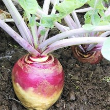 American Purple Top Rutabaga Seeds Swede Wax Turnip Neep Vegetable Seeds  - £4.75 GBP