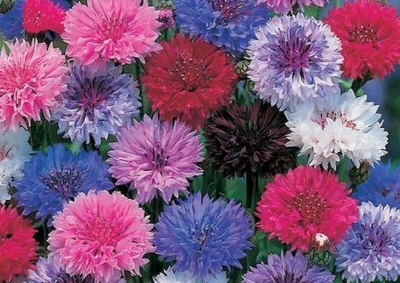 Cornflower /Bachelor Button Dwarf Mix 200 Seeds Fast Shipping - $7.99