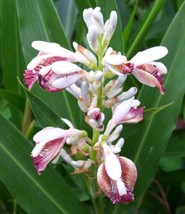 THJAR Alpinia Galanga | Greater Galangal | Siamese Ginger | 5_Seeds - £19.24 GBP