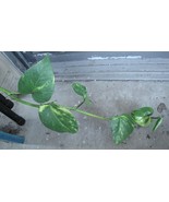 Golden Pothos, Devil&#39;s Ivy, Epipremnum Plant, 8&quot; - 10&quot; Unrooted Cuttings... - $12.20 CAD