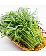 Kangkong Seeds Rau Muong Ong Choy Brown Wạtér Spinạch Seed Water Convolv... - $18.81 CAD