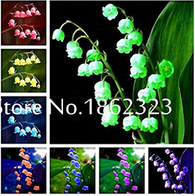 Primary image for 100 Pcs Lily of The Valley Flower Bell Orchid Plants Rich Aroma MultiColored Orc