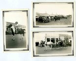 1941 Terrell Texas Photos Parade  Horse &amp; Buggy  Hereford Cattle - $23.76