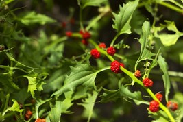 50 Seeds Strawberry Spinach Herb Gardening English Heirloom Chenopodium ... - £3.93 GBP