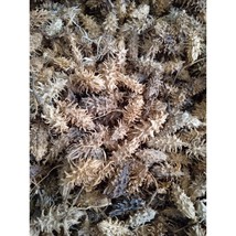 Kayu Anyang Kering/Dried, 80 Gram - $15.60