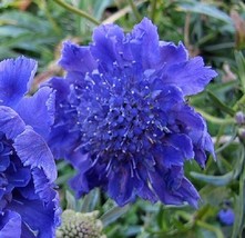 PowerOn 35+ Deep Blue Pincushion Scabiosa Flower Seeds / Perennial - £5.88 GBP