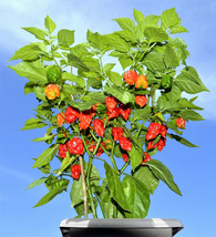 Red Carolina Reaper Pepper World&#39;S Hottest Capsicum Chinense Hot Chili 1... - £4.70 GBP