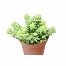 Houseplant - Succulent &#39;White Stone Crop&#39; - 4&quot; Pot - Living Room - FREE SHIP - £34.47 GBP
